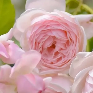 花花苏 (1)