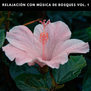 Relajante Música Ambiente