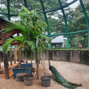 Akhir Yang Bahagia (Acoustic)