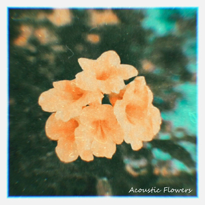 Alamanda