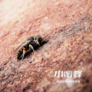 小蜜蜂