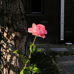 爱今天完美的自己