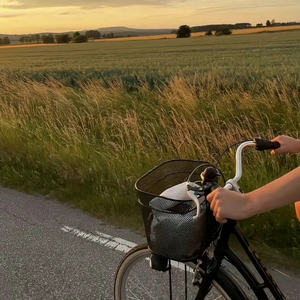 撒野（0.8X降调）