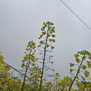 蜜的秘密_3144119.wav