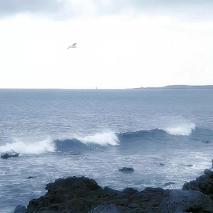 达尔文 (咖啡调调)林俊杰