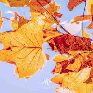 清风里 (沉浸冥想)