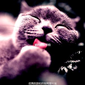 微妙的压力大的猫心情