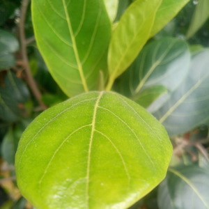 ฉันจะสู้เพื่อตามหารักแท้