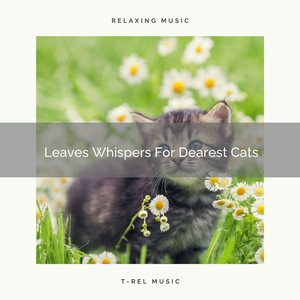 Stress Relieving Wind Tunes For Our Cats