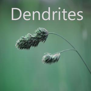 Dendrites