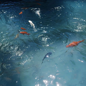 酔恋花 -suirenka-（翻自 Stack）