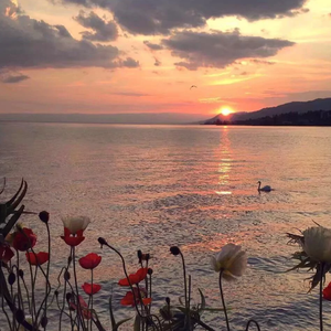 Hanabi 治愈钢琴版