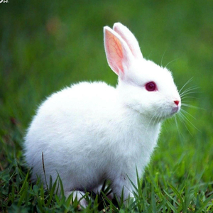 Rabbit ASMR Sound Assortment Tapping, Scratching, Petting Rabbit Chewing Sounds