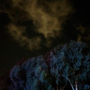 多情应是我（翻自 慕寒）