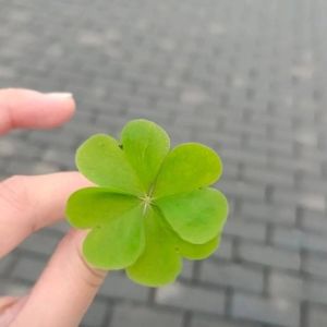 十粮鲜姻者