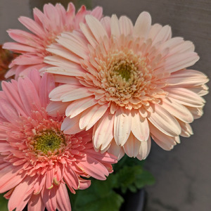 ただ側にいたい