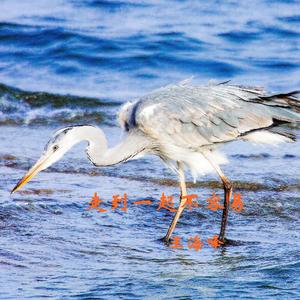 走到一起不容易Live（翻自 祁隆）