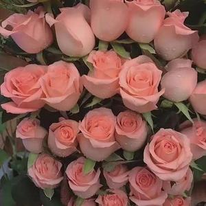 妈妈的话（新单曲上线了）