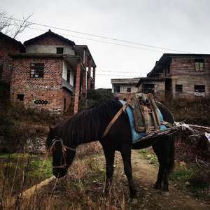 杀死那个石家庄人