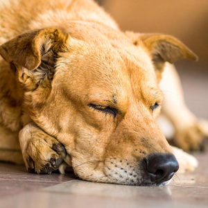 Melodías Tranquilas Que Les Encantan A Los Perros
