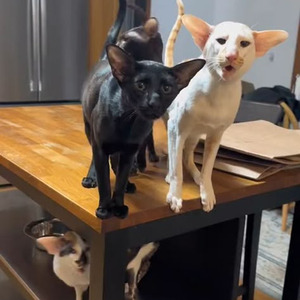 Harleys In Hawaii (slowed)