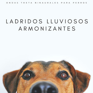 Melodías De Gotas De Lluvia Para Cachorros Juguetones