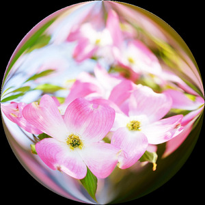 ハナミズキ (feat. 一青窈) [Cover]