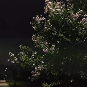 蝶恋花·槛菊愁烟兰泣露