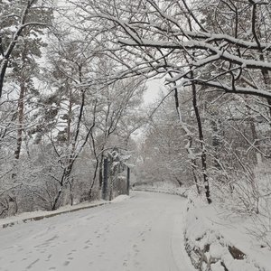 大雪小雪又一年