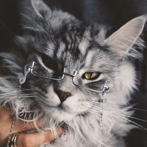 他的猫
