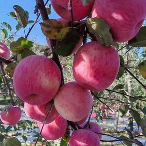 未经他人苦莫劝他人度.wav