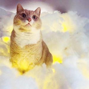 Calming Music for Cats