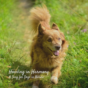 The Harmonic Sound of the Forest Cricket