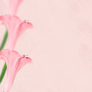 我有孤独和烈酒