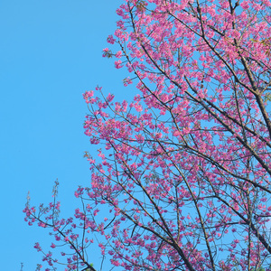 白噪音提高专注力学习