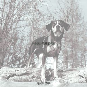 温和孤独的狗梦想