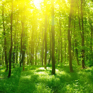 木々の歌に耳をすませば