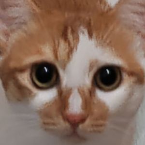 白夜梦（翻自阿良良木健）