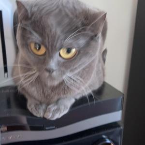 Aiscream tiktok dance version (+full version)