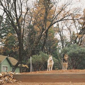 Parchment (Acoustic)