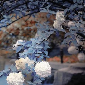 SODASEVEM-晴空中的恋爱（SODASEVEM remix）