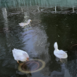 明天太阳升起就是新的开始