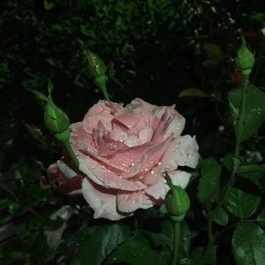 疫情小记（Prod by N2U_Beatz）