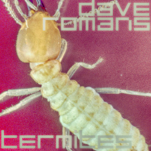 Termites