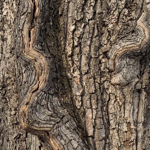 Часть I: Ледяной прибой, скрипящие сосны и трель дятла