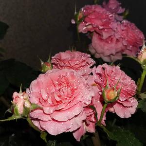 4ever (Speed up feat. gabby parafina)