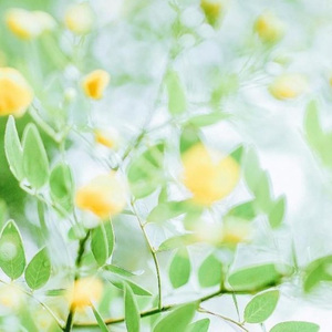 简简单单的歌 (酒店中餐厅适合放的音乐)