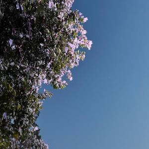 桔梗花(Prod.by CuD)