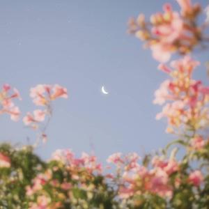 群星-淡黄色的长裙（swag sock remix）