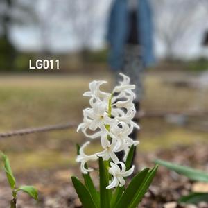 LG011